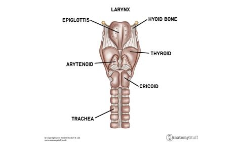 Pharynx & Larynx Anatomy | Structures, Tissues & Muscles | AnatomyStuff