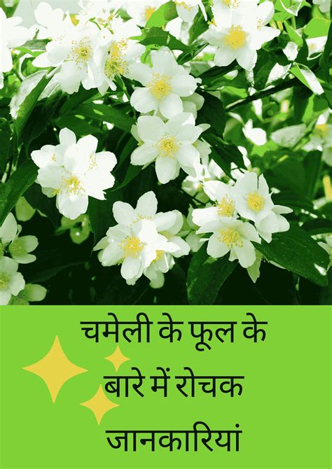 चमेली का फूल : Jasmine flower in Hindi - English