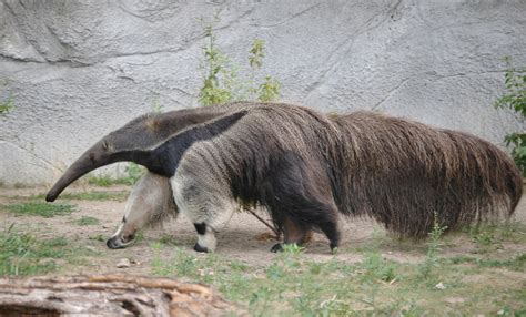 Real Monstrosities: Anteater