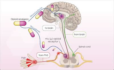 Opioid Analgesics - we know all about it: Opioid analgesics : The mechanism of action