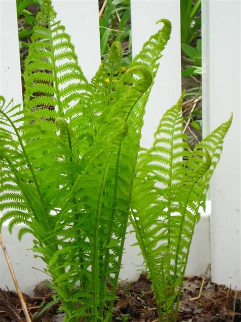 Simply The Best Natives-Ostrich Fern | Gardens Eye View