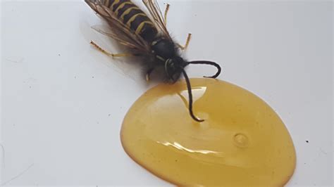 Wasp eating honey... : r/pics