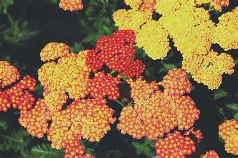 Yarrow: Best Varieties, Growing Guide, Care, Problems, and Harvest