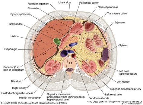 Cross Section | A&P.5.Stomach & Kidneys | Pinterest | Crosses, Cross section and Anatomy