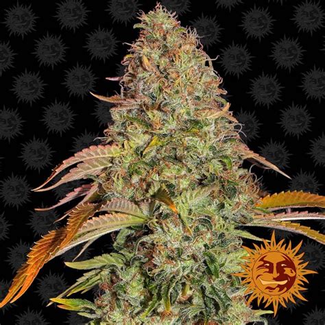 Buy Female Seeds - Barneys Farm Strawberry Lemonade feminised seeds