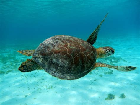 9 Top Aruba Snorkeling Tours to Include on Your Itinerary - No Hurry To ...