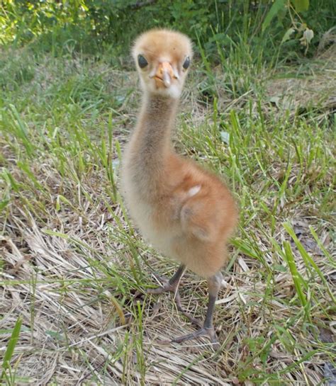 19 best Whooping Cranes images on Pinterest | Crane, Animals and ...