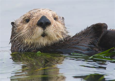 California Sea Otter | Eliya | Flickr