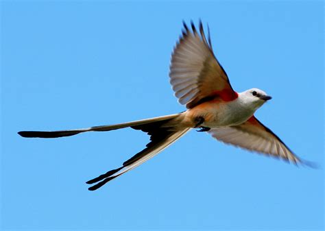 Scissor-Tailed Flycatcher In Flight (4 of 5) | Best viewed l… | McAliens Family Pictures | Flickr