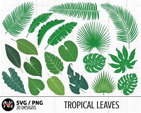 Leaves Svg Bundle Tropical Leaf Svg Monstera Svg Banana - Etsy