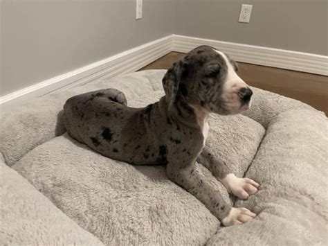 6 Great Dane Puppies for Adoption San Antonio - Puppies for Sale Near Me