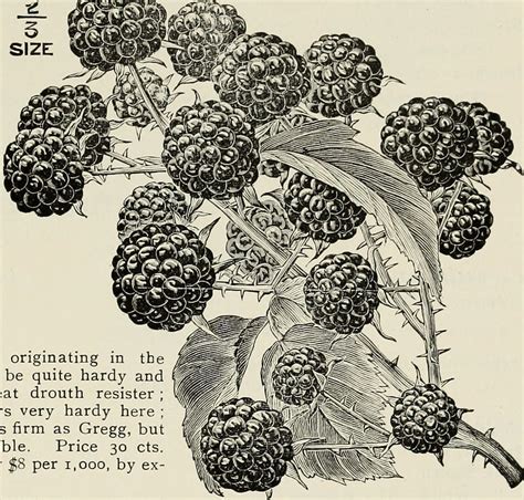 A Slightly Obsessive Guide to Raspberry Identification - Earth.com