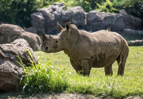 Nashville Zoo | Visit Nashville TN