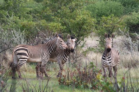 Hartmann's Mountain Zebras | Jean & Nathalie | Flickr