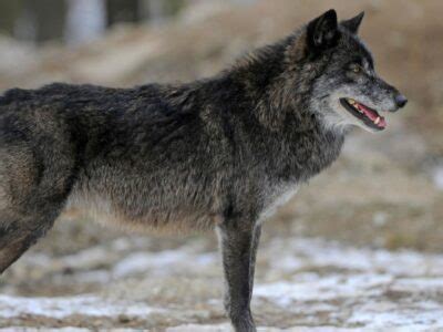 Mackenzie Wolf Animal Facts | Canis lupus occidentalis | AZ Animals