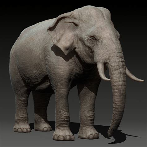 3D animal elephant model - TurboSquid 1685586