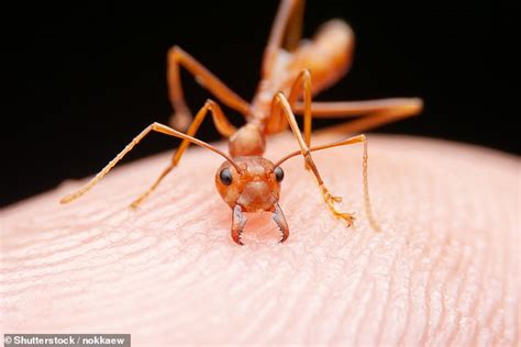 An infestation of red fire ants could soon swarm the UK: Invasive ...