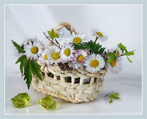 Flowers, still life, white, bouquet, margarita, graphy, beautiful ...