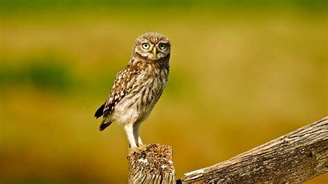 Little Owl (Athene noctua) - British Birds - Woodland Trust