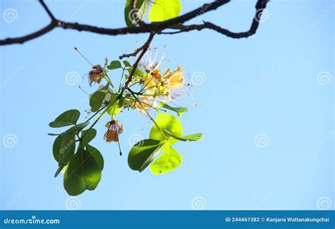 Flower of Crateva Blooming on Twig of Branch and Blue Sky. Stock Photo - Image of garden ...