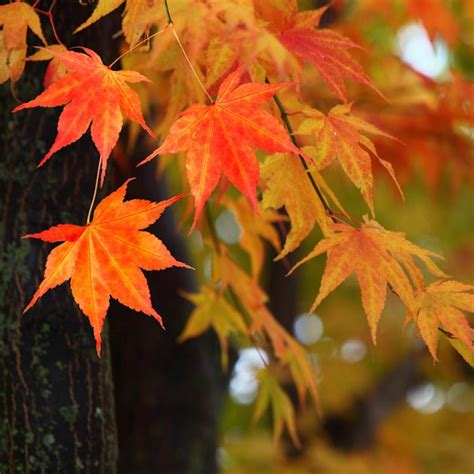 Trees With Great Fall Foliage — The Family Handyman