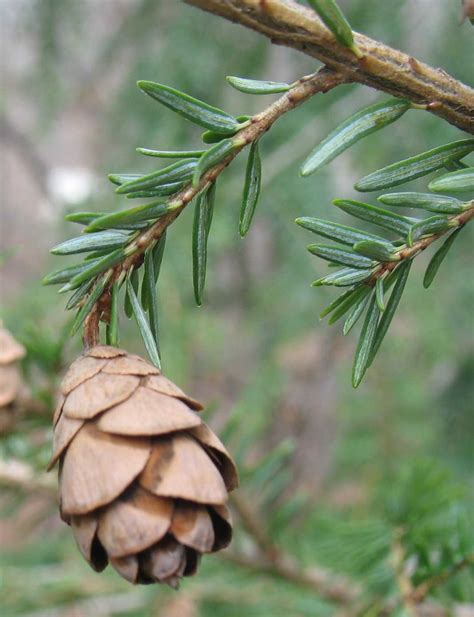 Using Georgia Native Plants: Native Evergreen Conifers in North Georgia