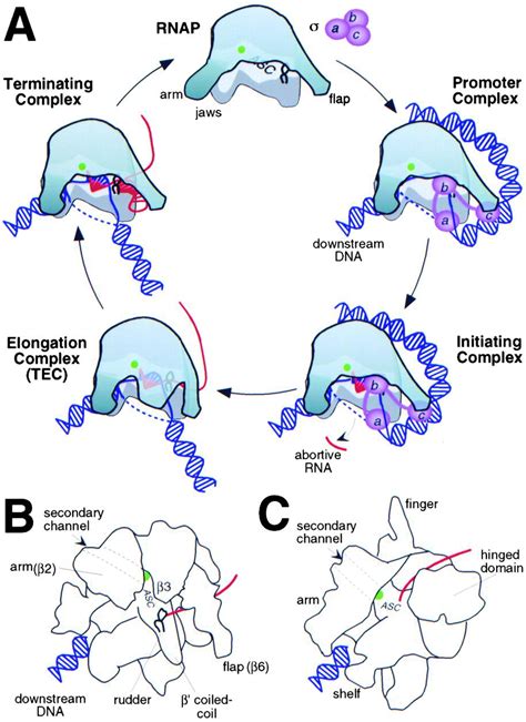 Structure Of Rna Dependent Rna Polymerase