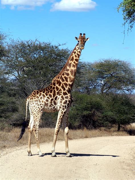 Etcetorize: Inspiration Shot: South African Giraffe