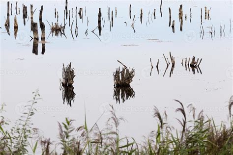 a lake with different plants 9716492 Stock Photo at Vecteezy