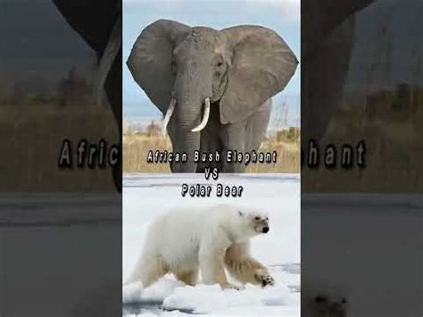 African Bush Elephant VS Polar Bear #animals #wildlife #shorts #polarbear #elephant - YouTube