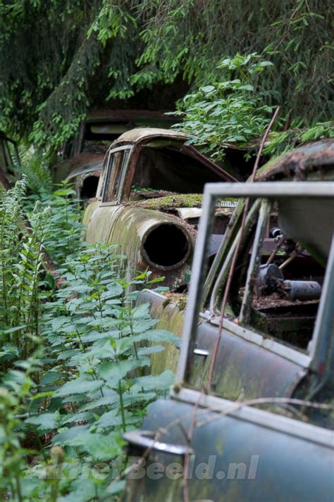 Forest Full of Abandoned Cars - ABC News