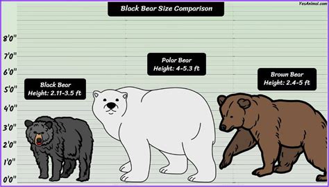 Black Bear Size: How Big Are They? Compared With Others