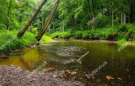 A calm river in deep forest Nature Stock Photos | Creative Market