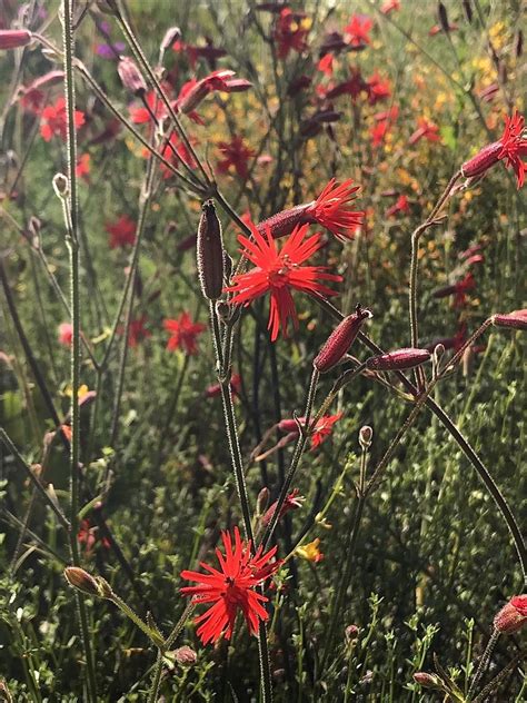 Mexican pink in May 2020 by Bonnie Nickel · iNaturalist