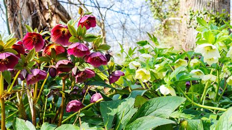 Plant of the month - 'Helleborus var' - Garden Care