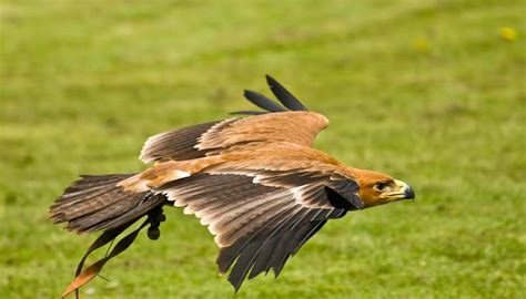 Facts about birds of prey | Facts About All