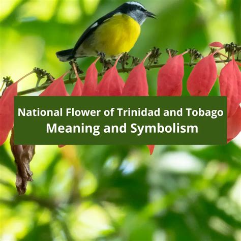 What is the national flower of Trinidad and Tobago, Meaning and Symbolism