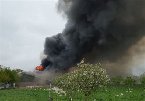 12,000 chickens die in factory farm fire, taking 2019 animal death toll to 15,000 - DutchNews.nl