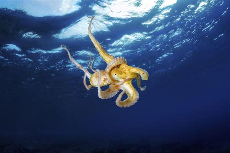 Octopus Species That Can Be Kept as Pets - Pet Ponder