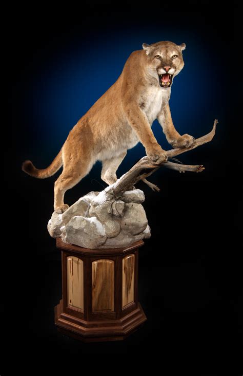 The Wildlife Gallery Custom Taxidermy Studio - Mountain Lion Taxidermy Photos | The Wildlife Gallery