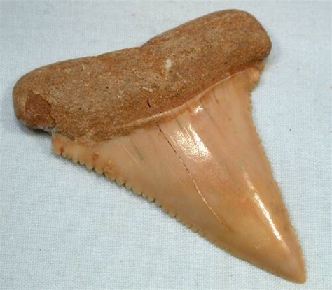 Carcharodon carcharias Shark Tooth