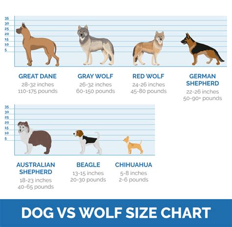 How Much Is A Wolf Dog