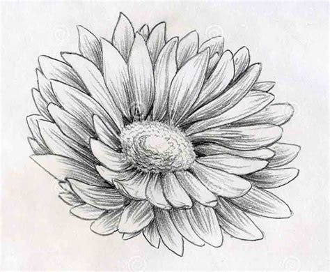 Pencil Sketch Daisy Flower Drawings Drawing | Pencil drawings of ...