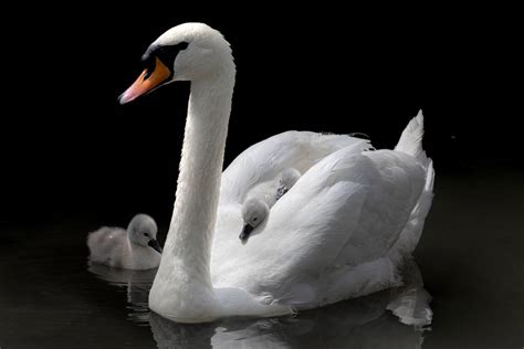 Cygnets (5) by Mincingyoda on DeviantArt