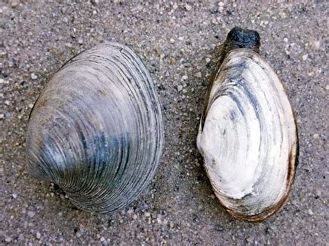 Clam | Anatomy, Types, Habitat, Mollusk, Bivalve & Marine Life | Britannica