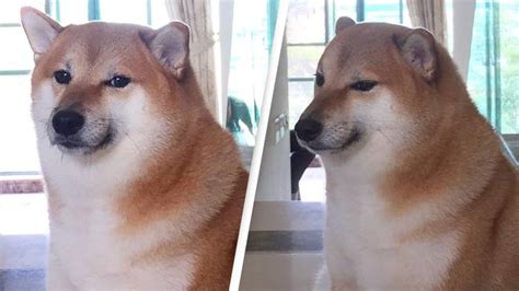 Balltze, the Shiba Inu dog behind the Cheems 'Doge' meme, dies after surgery