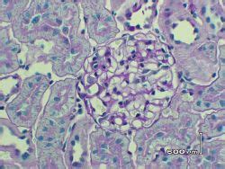 Services - Research Histology Core