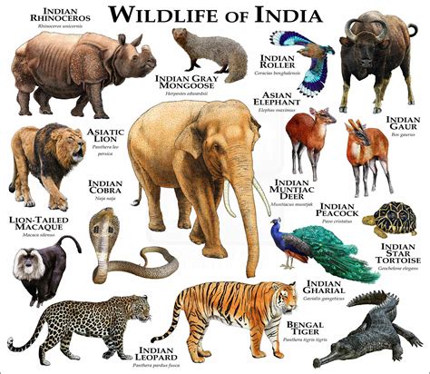 Wildlife of India Poster Print - inkart