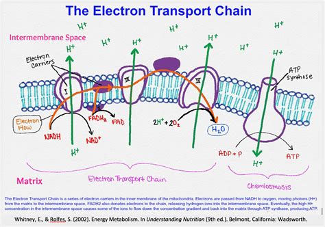 Fundamentals of Human Nutrition/Electron transport chain - Wikibooks, open books for an open world