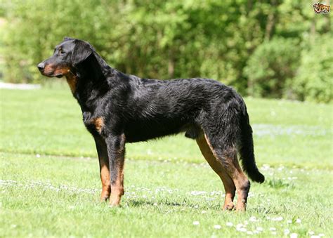 Beauceron Dog Breed Information, Facts, Photos, Care | Pets4Homes